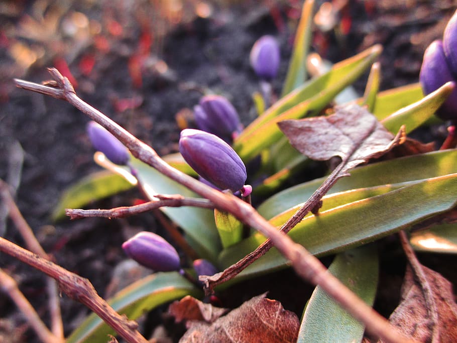 beauty, violet, spring, flowers, nature, plant, flowering plant HD wallpaper
