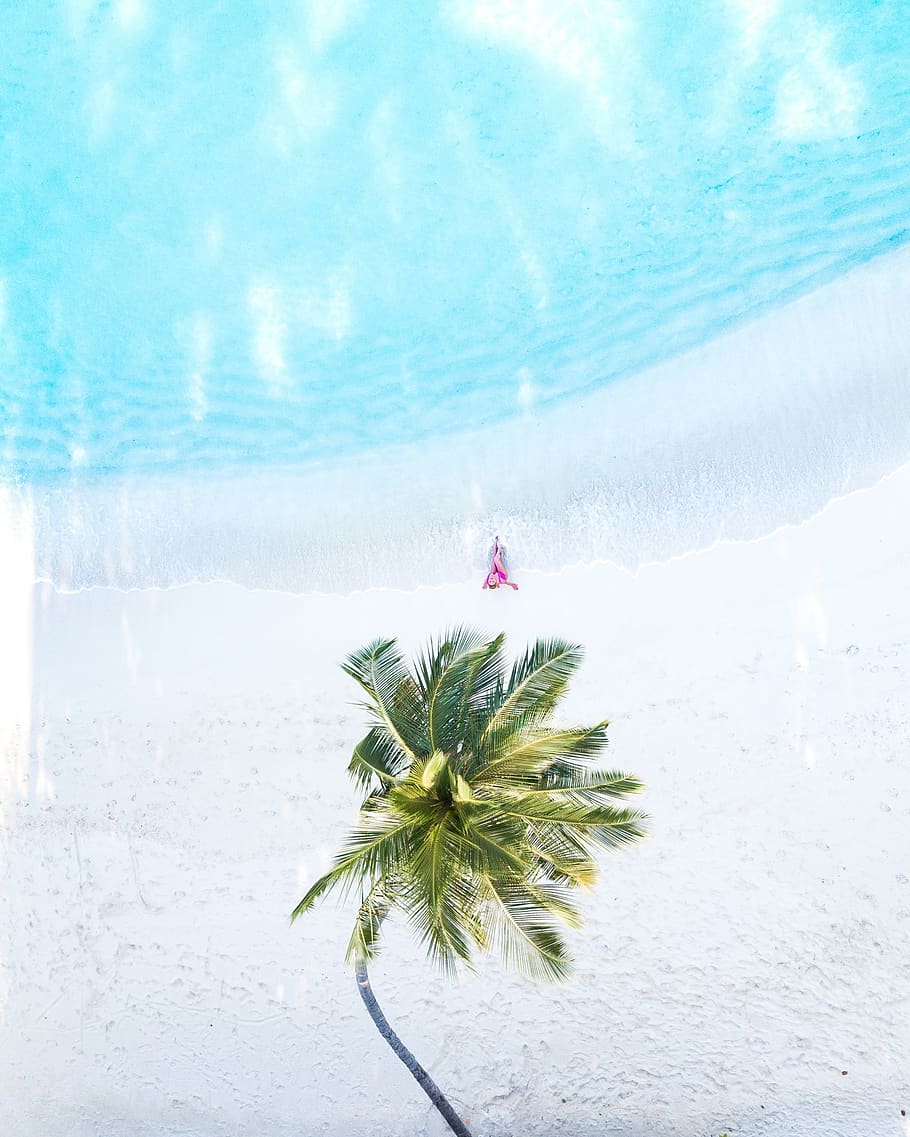 green coconut tree, plant, summer, palm tree, arecaceae, outdoors HD wallpaper