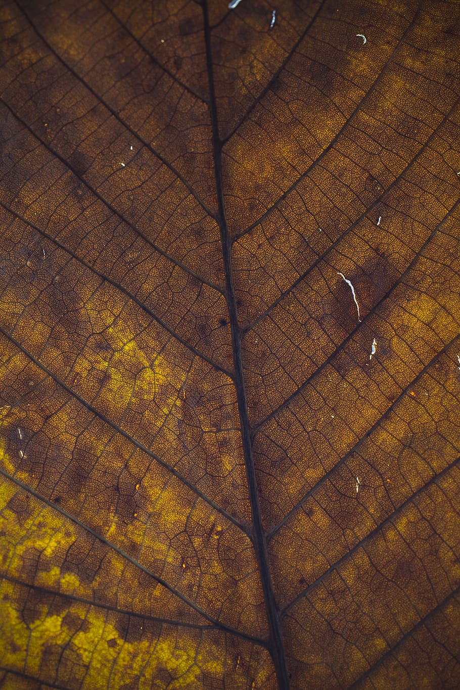 brown leaf, full frame, no people, backgrounds, high angle view HD wallpaper