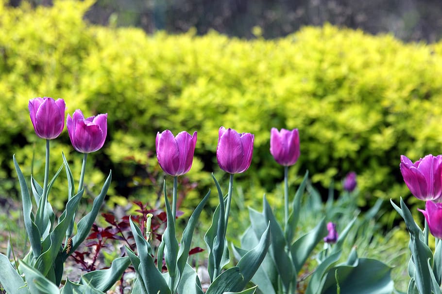 tulips, flowers, spring, nature, bloom, garden, gardening, park HD wallpaper