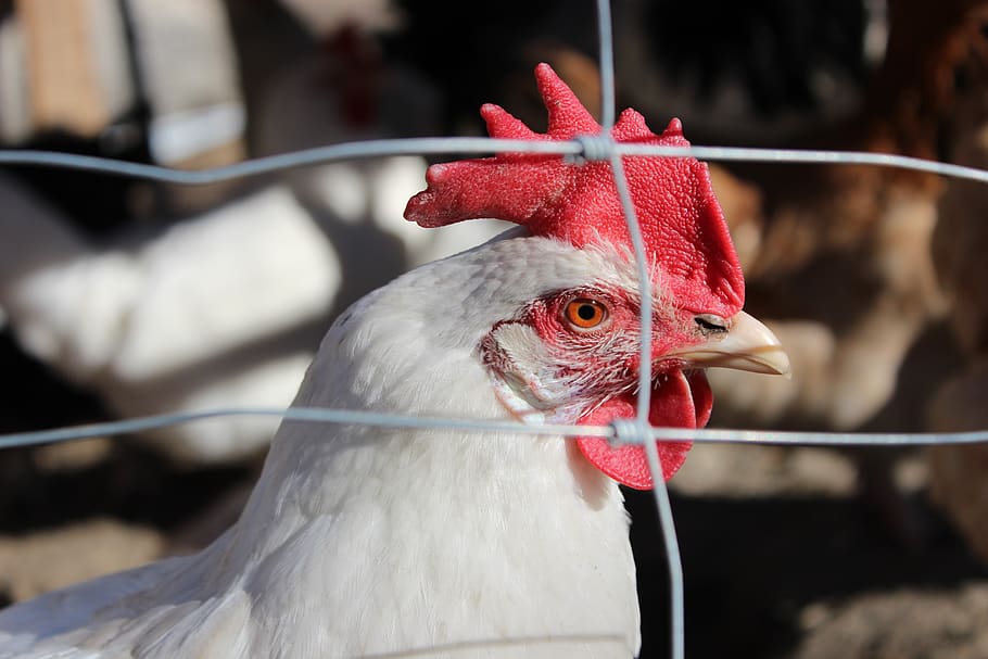 wire, caught, white, nature, chicken, elegant, agriculture HD wallpaper