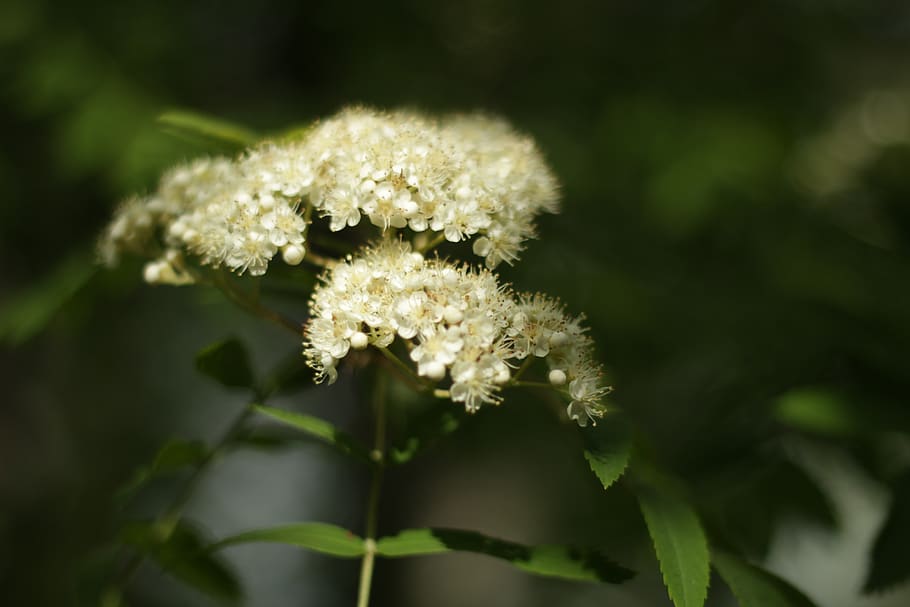nature, tree, rowan, flowers, sheet, colorful, green, forest HD wallpaper