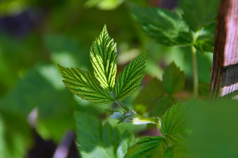 raspberry, green, green raspberry leaf, fruit, healthy, fresh HD wallpaper