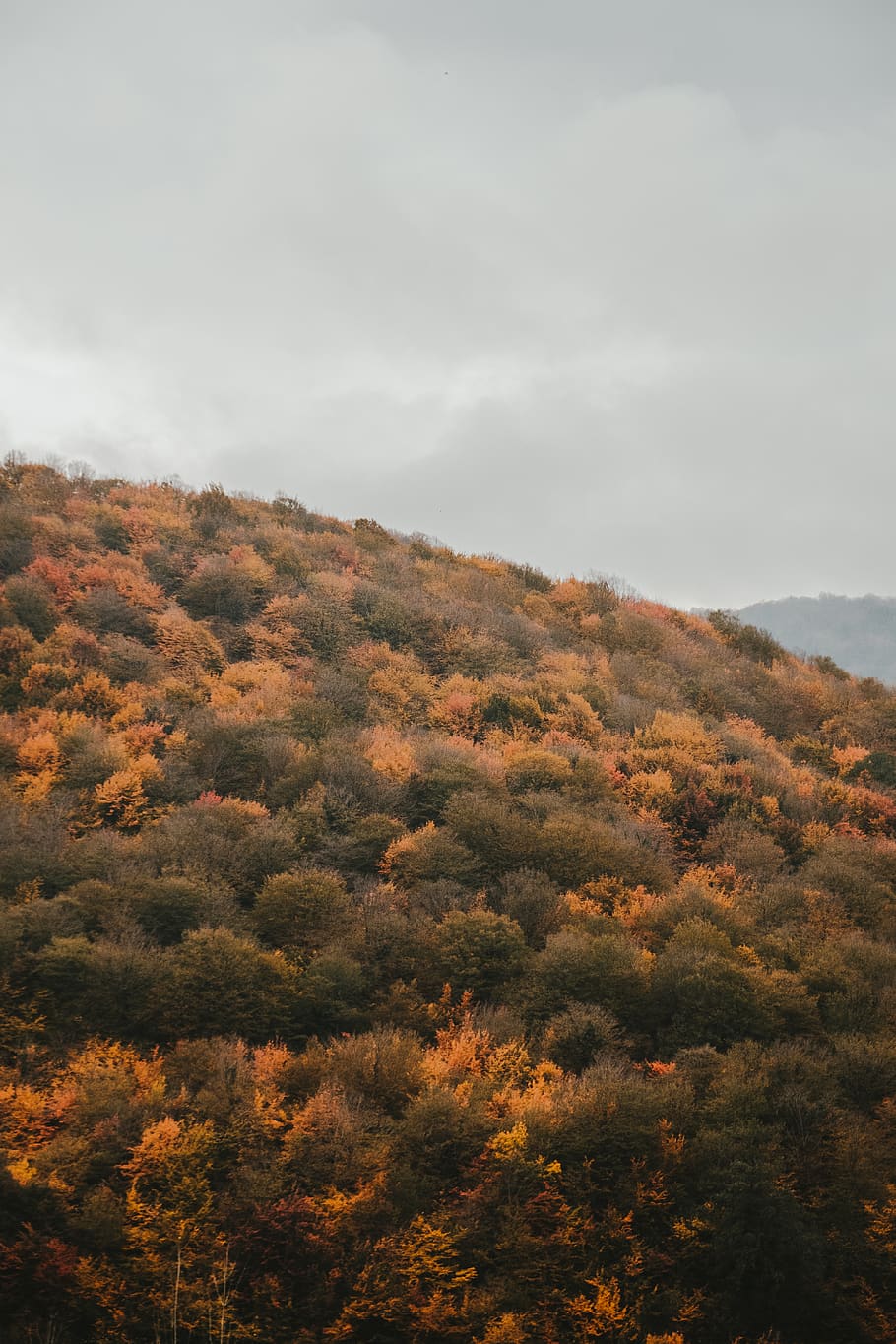 mountains, trees, wallpaper, yellow, autumn, yellow trees, woods HD wallpaper