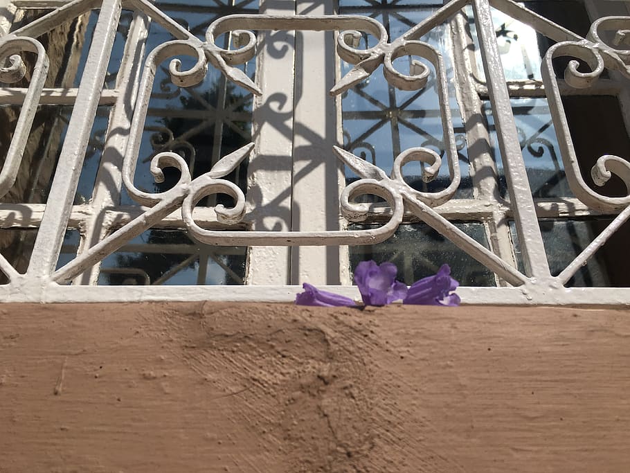 méxico, window, jacaranda, metal, flower, flowering plant HD wallpaper