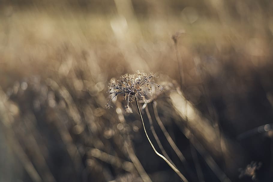selective focus of dandelion, plant, flower, blossom, nature HD wallpaper