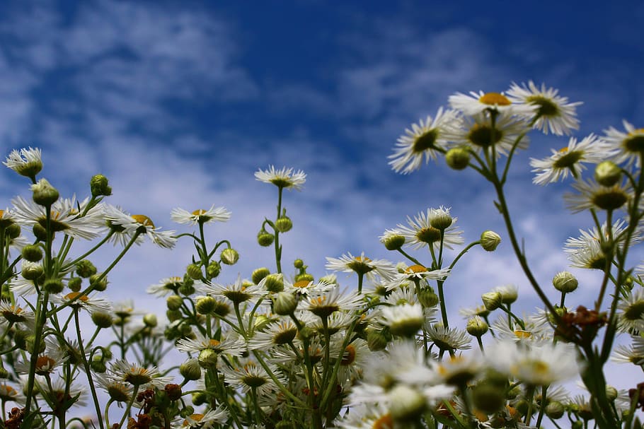 lithuania, flowers, sky, heaven, ramunėlės, flowering plant HD wallpaper