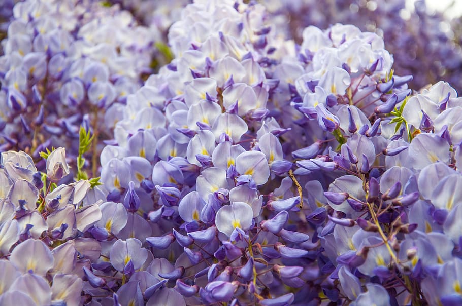 hydrangea, flower, blossom, bloom, purple, ornamental flower HD wallpaper