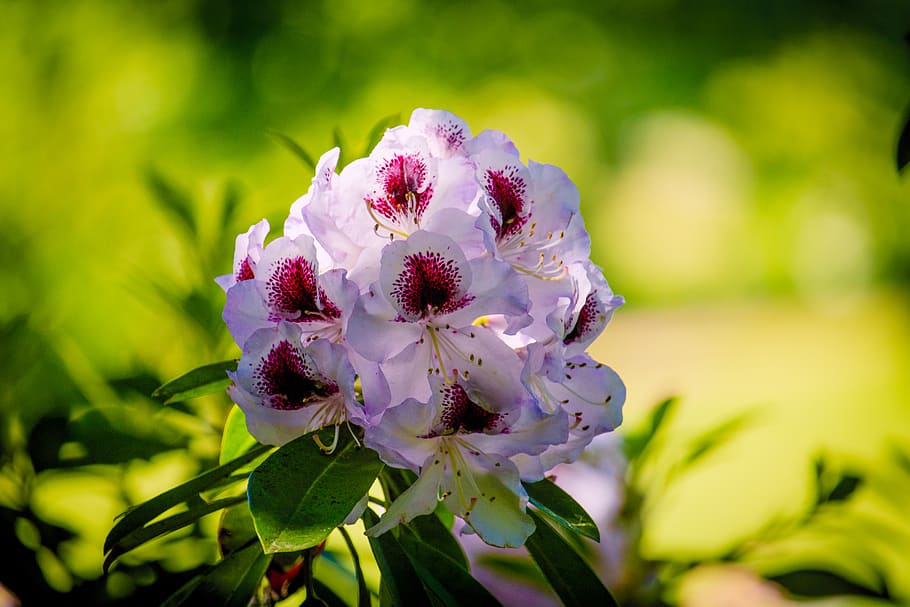 White Petaled Flower, beautiful, bloom, blooming, blossom, blur HD wallpaper