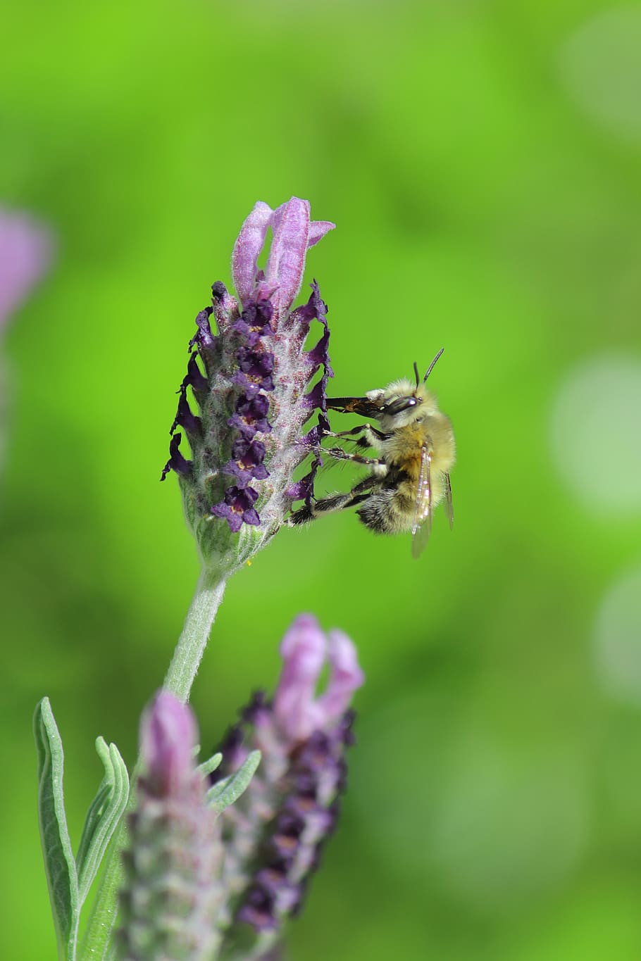 lavender, bee, insect, flowers, nature, macro, flowering plant HD wallpaper