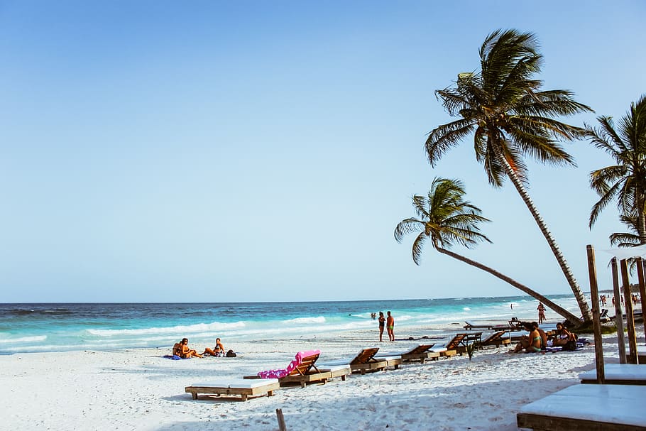 Group of People on Beach, beach chairs, coconut trees, coconuts HD wallpaper