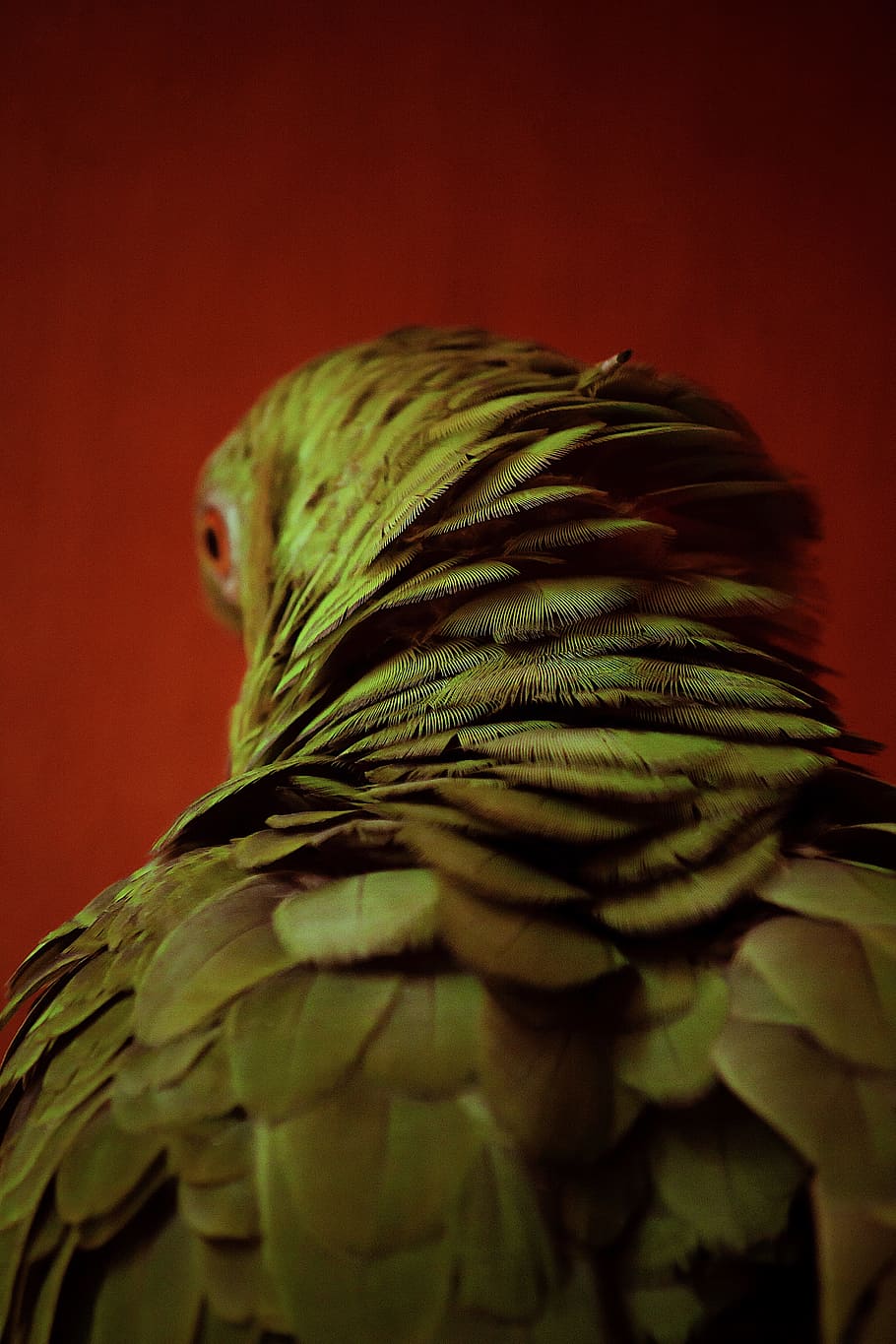 bird, feather, parrot, close up, nature, wildlife, eye, back HD wallpaper