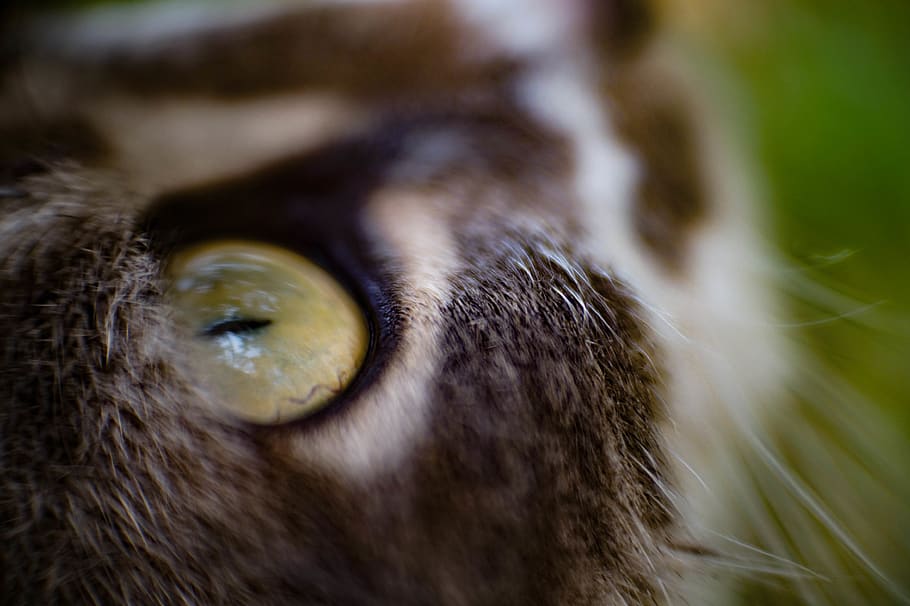 animal, cat, macro, cateye, furry, pet, one animal, mammal HD wallpaper