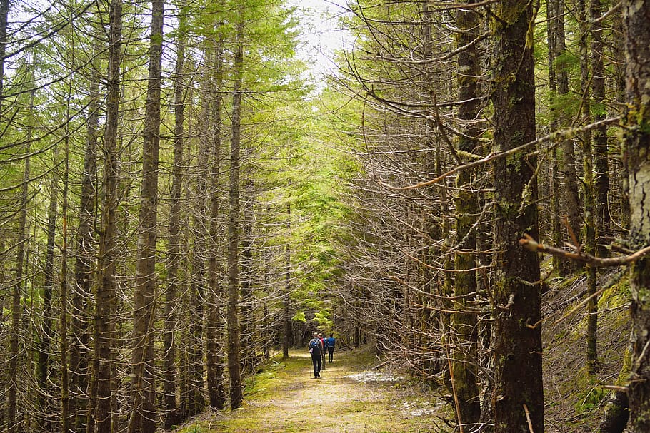 forest, trees, hiking, pnw, trail, oregon, green, walking, stroll HD wallpaper