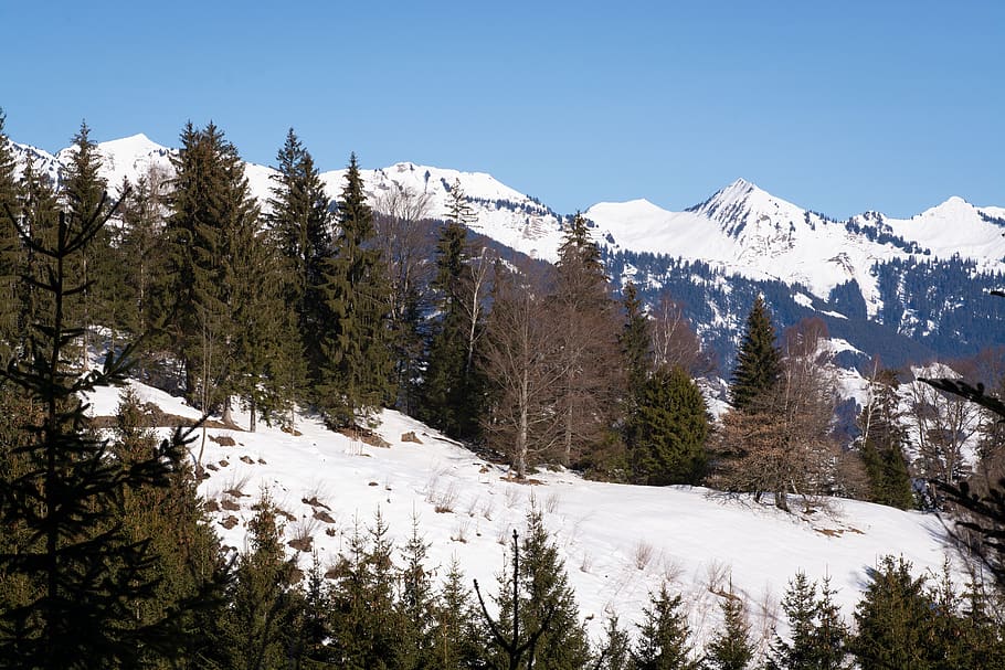 landscape, winter, nature, wintry, snow, trees, mountains, vorarlberg HD wallpaper