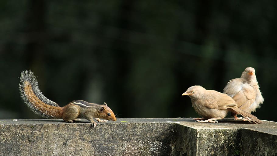 birds, avian, pair, squirrel, animal, wildlife, nature, feathers HD wallpaper