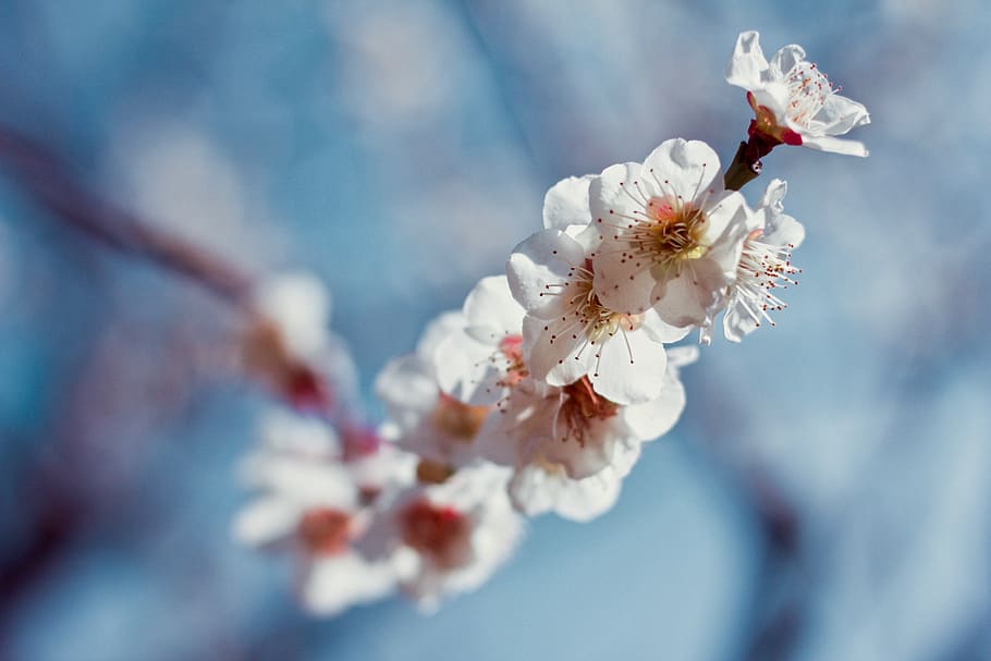 white-petaled flowers, flowering plant, freshness, fragility HD wallpaper