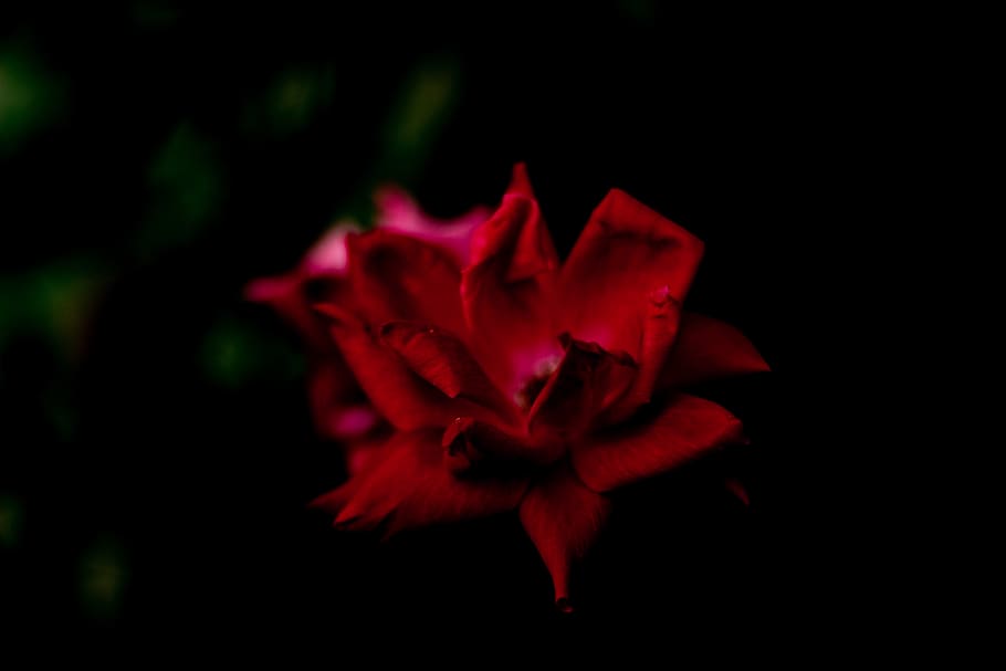 rose, dark bloom, blossom, red rose, flower, nature, flowering plant HD wallpaper