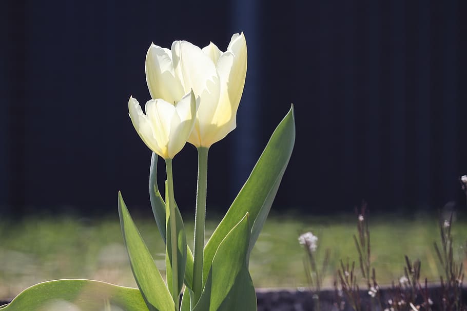 tulips, tulip flower, white, hell, pair, spring, spring flower HD wallpaper