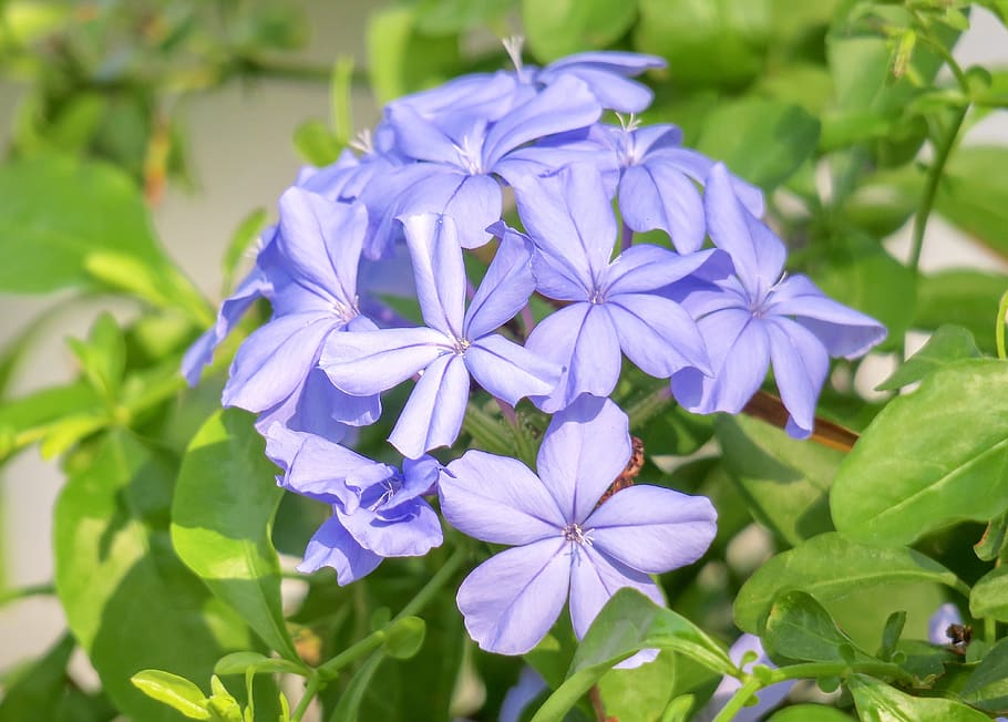 blue flower dan, plant, nature, bloom, green blue, flowers, HD wallpaper