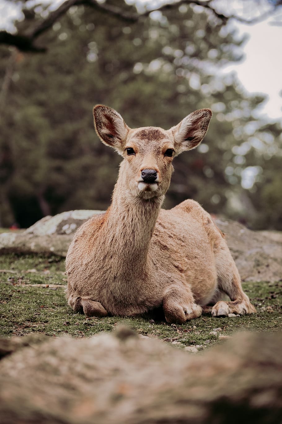 brown deer lying on green grass, wildlife, mammal, animal, kangaroo, HD wallpaper