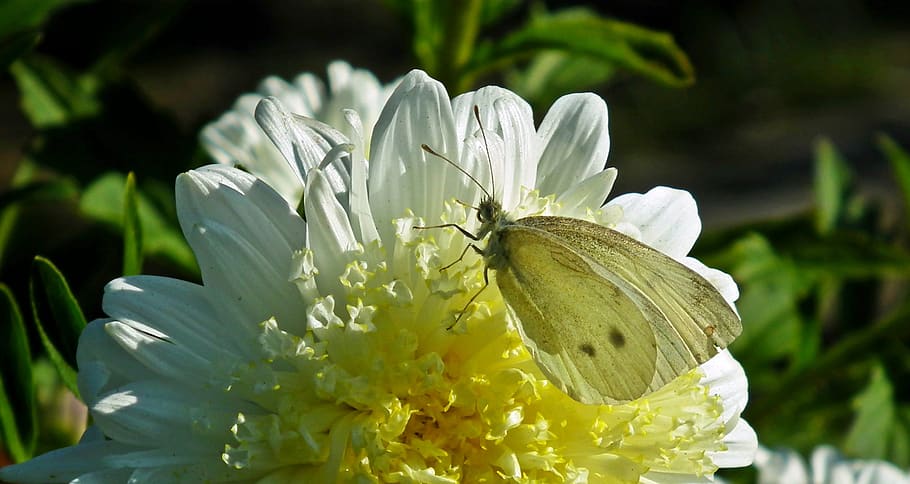 flower, aster, butterfly, insect, garden, summer, macro, the petals HD wallpaper