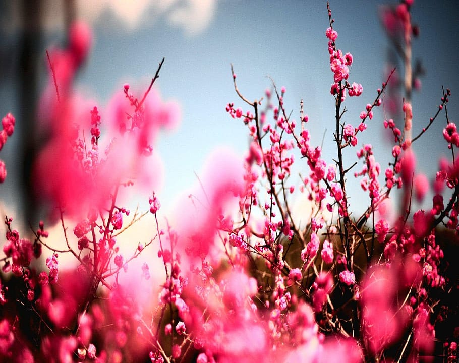Flower images for desktop background 1080P, 2K, 4K, 5K HD wallpapers ...