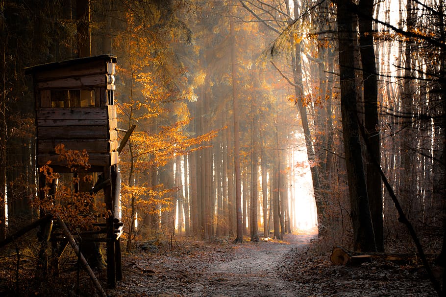 forest, dream, fog, magic, mysterious, fantasy, atmosphere HD wallpaper