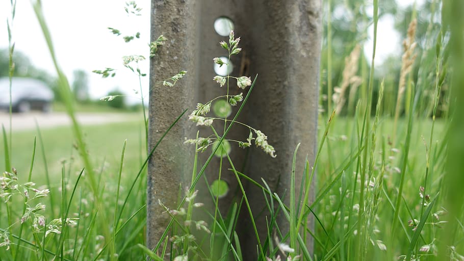 grass, grass seed, sign post, nature, plant, growth, green color HD wallpaper