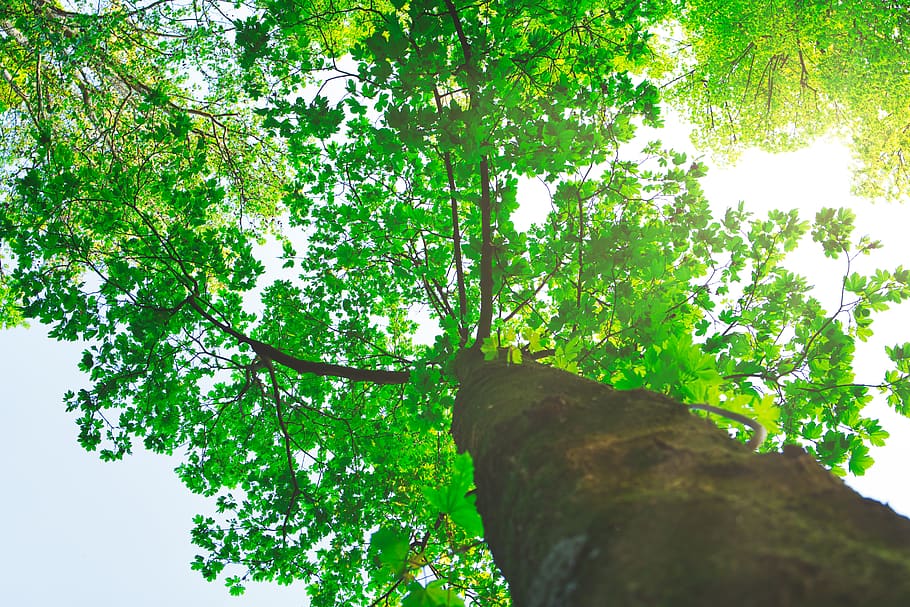 italy, oderzo, green, plant, woo, blurred, tree, branches, summer HD wallpaper