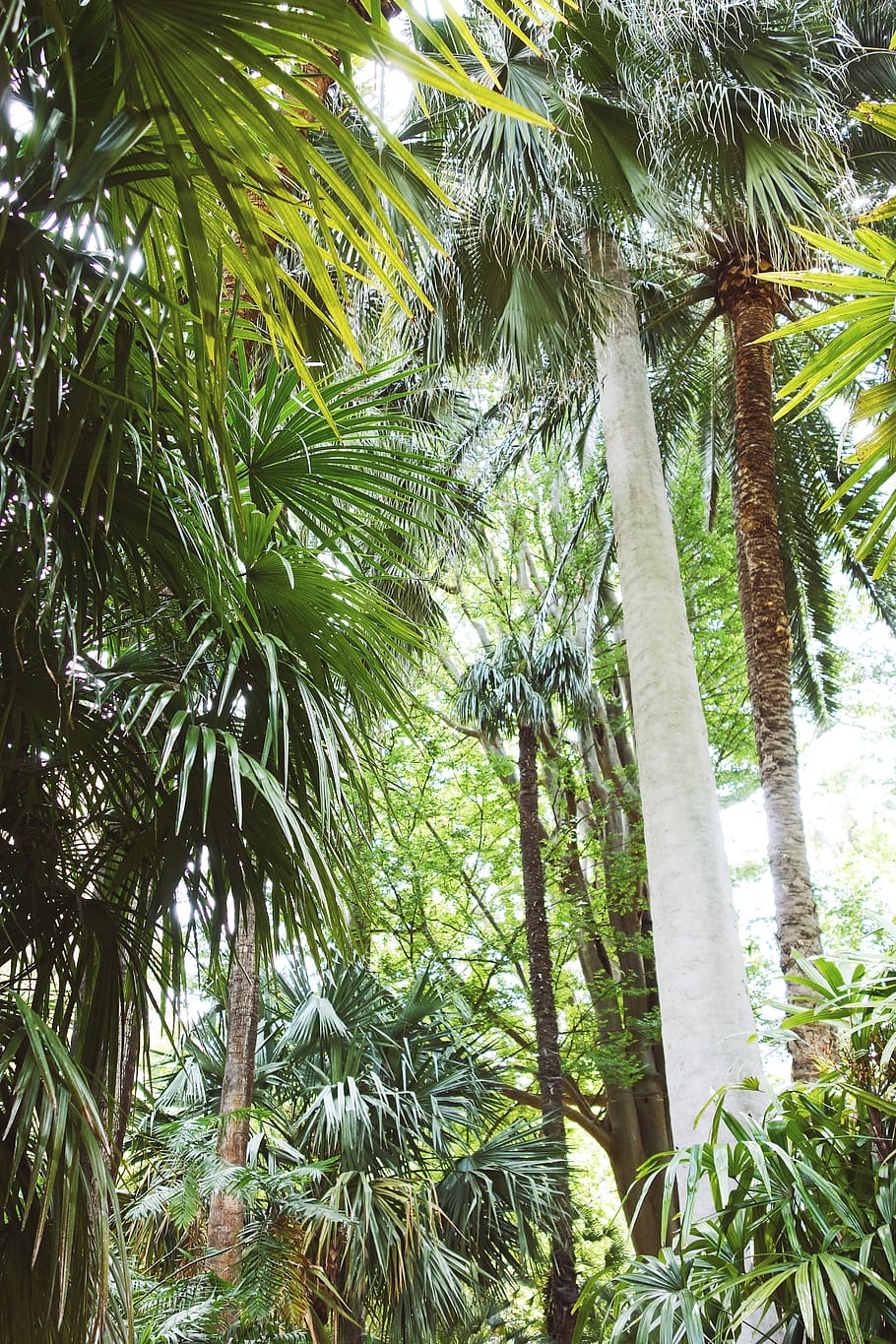 spain, valencia, trees, palmtree, exotic, green, urwald, jungle, HD wallpaper