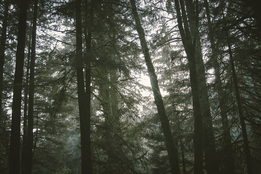 green trees field under white sky, forest, forest light, forest trees HD wallpaper