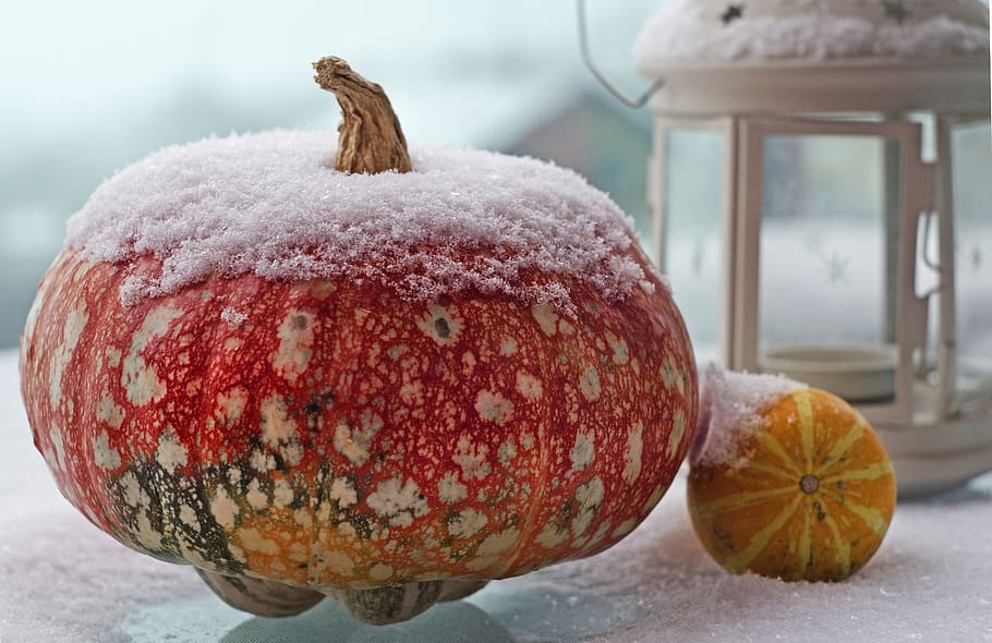 pumpkin, snow, orange, winter, pumpkins, storm, colorful, fall HD wallpaper