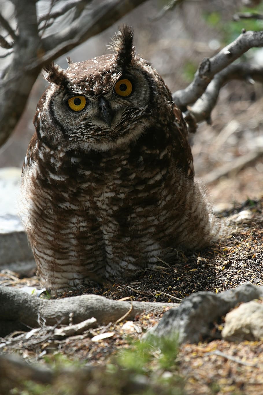 eagle, owl, bird, predator, hunter, eagle-owl, feathers, one animal HD wallpaper