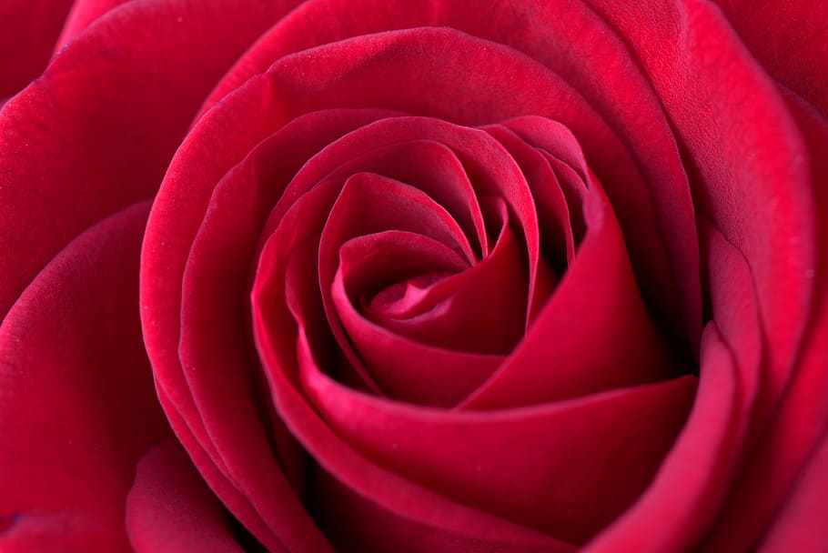 rose, red, love, romantic, valentine, beauty, rose bloom, flower HD wallpaper