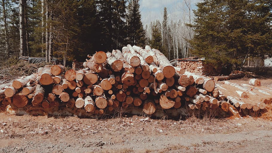 trees, birch, logs, pile, cut, forest, bundle, forestry, bark HD wallpaper