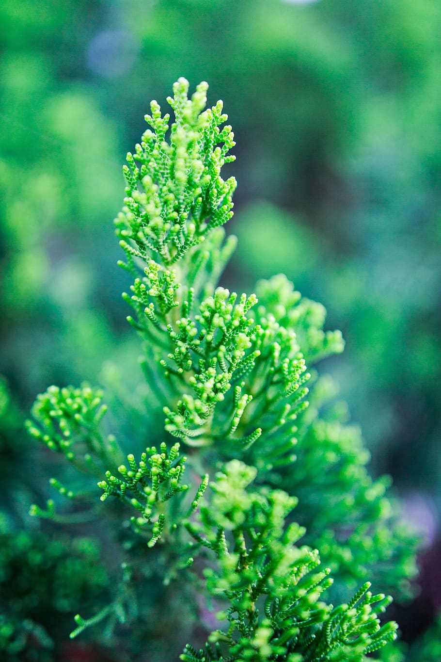 nature, green, leaf, blossom, flowers, plant, summer, spring HD wallpaper