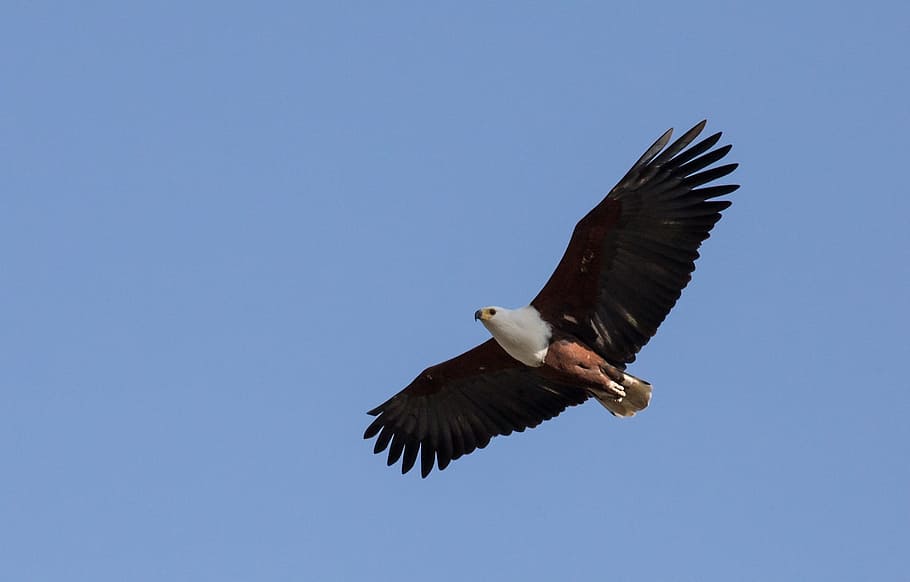 bald, eagle, bird, animal, wild, nature, flying, animals in the wild HD wallpaper