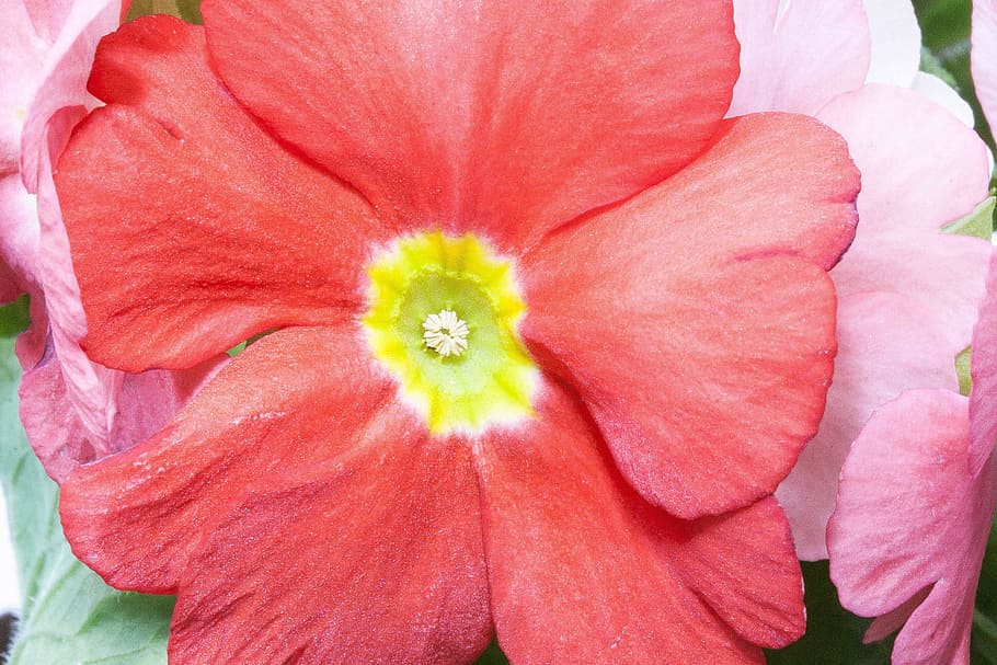 prim, primrose, fresh, flower, nature, fragrance, garden, blooming HD wallpaper