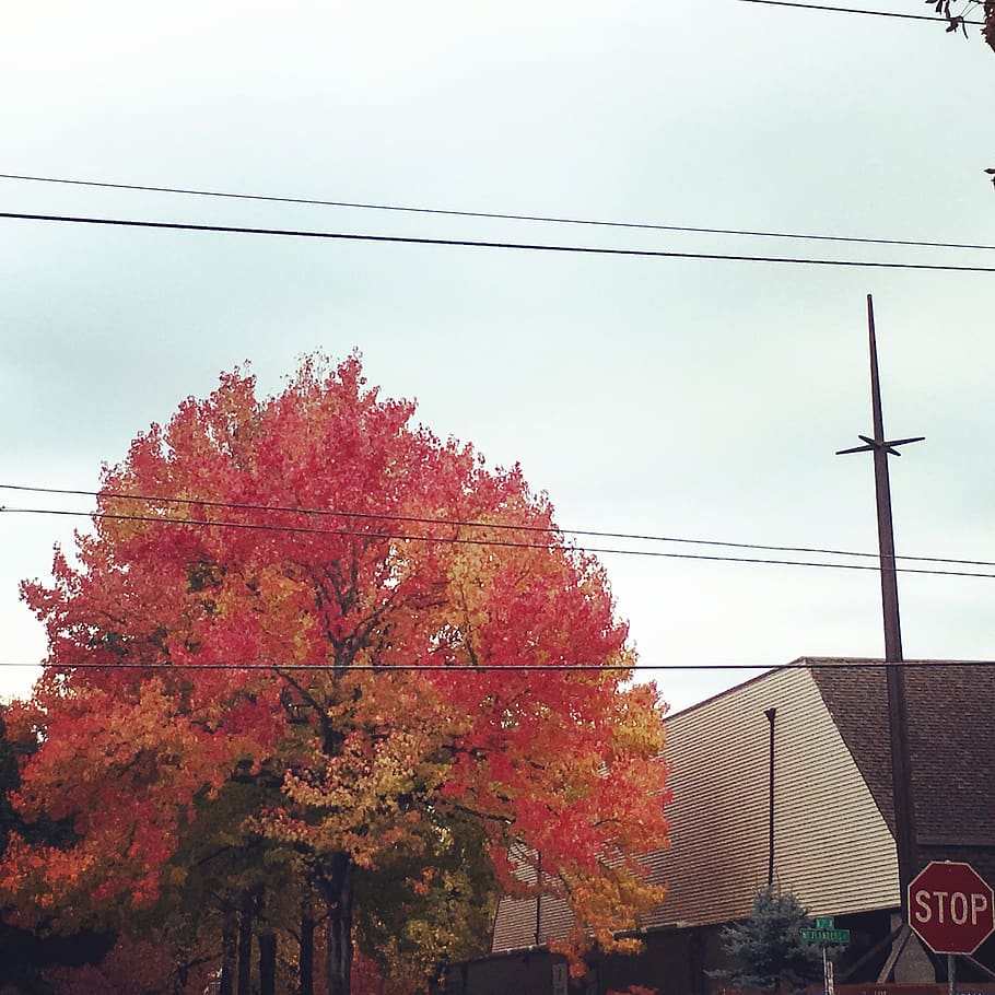 portland, fall, autumn, cable, tree, sky, electricity, building exterior HD wallpaper