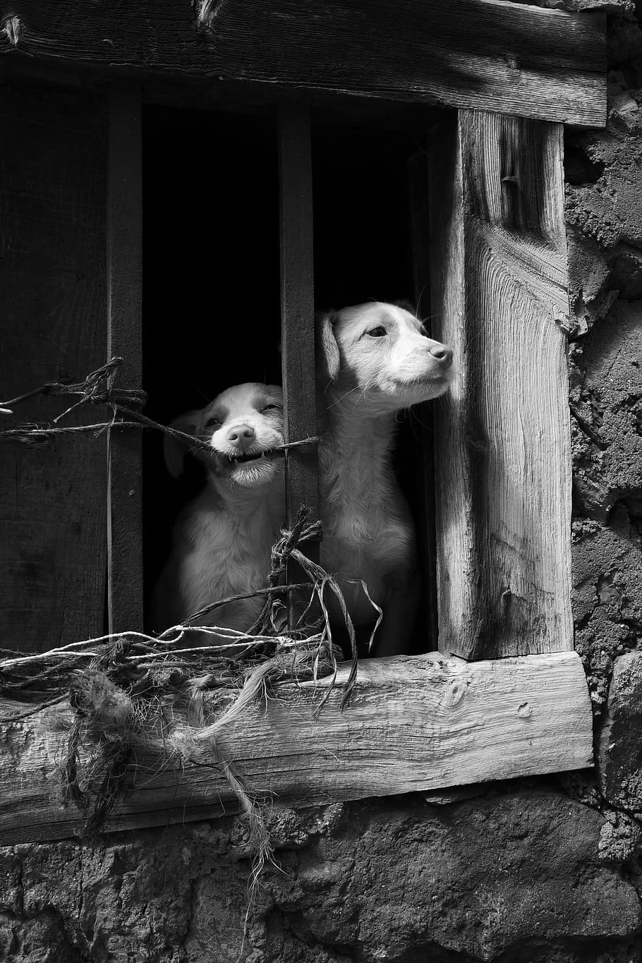 spain, escarrilla, animal themes, mammal, one animal, domestic HD wallpaper