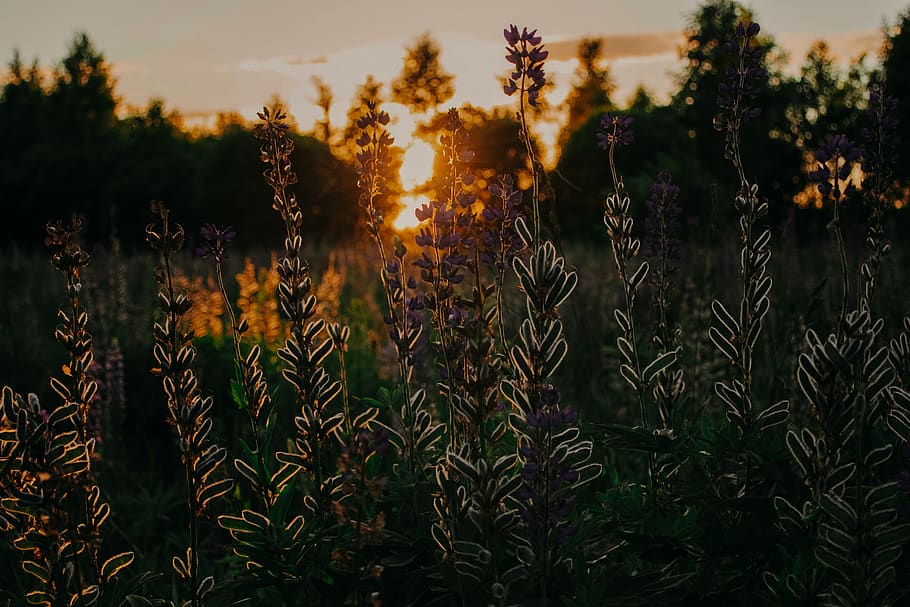 forest, field, trees, nature, mother nature, blossom, sunset HD wallpaper