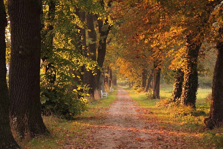 fall, tree, leaf, park, footpath, autumn, outdoor, september HD wallpaper