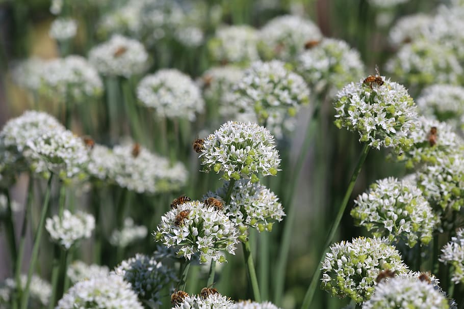 honeybee, bumblebee, mountain mint, nectar, pollen, native HD wallpaper