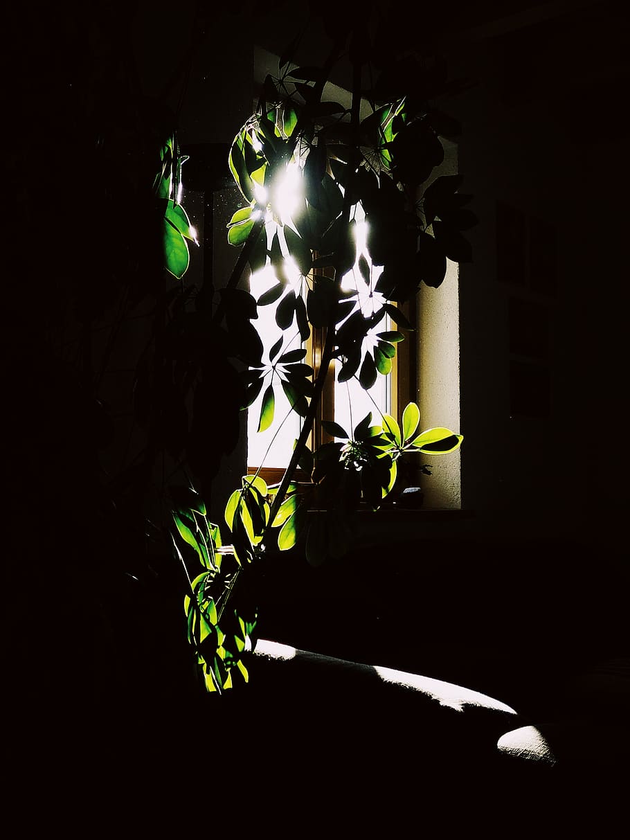 germany, pfronten, light, contrast, plant, leaves, minimal HD wallpaper