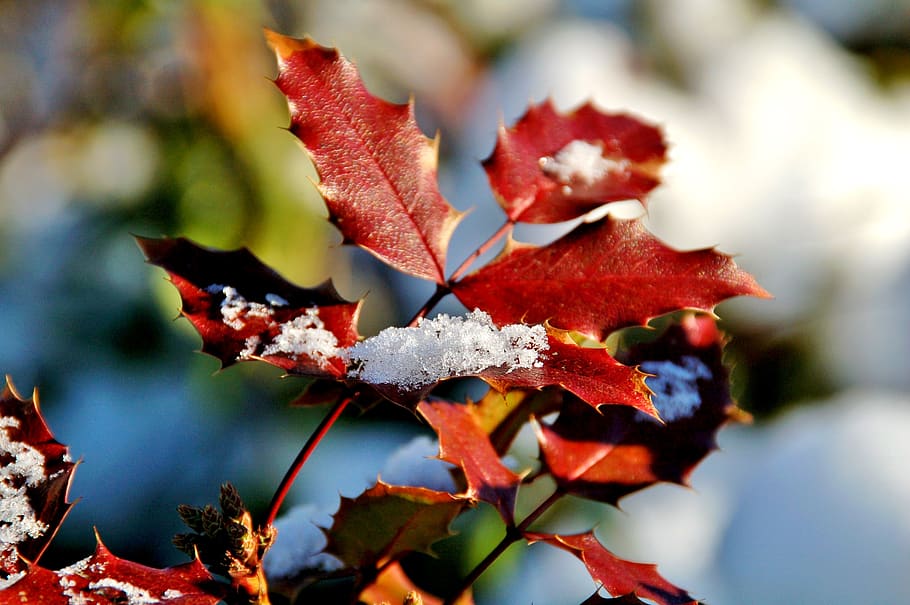 winter, snow, branches, red, bush, bunch, leaf, plant part HD wallpaper