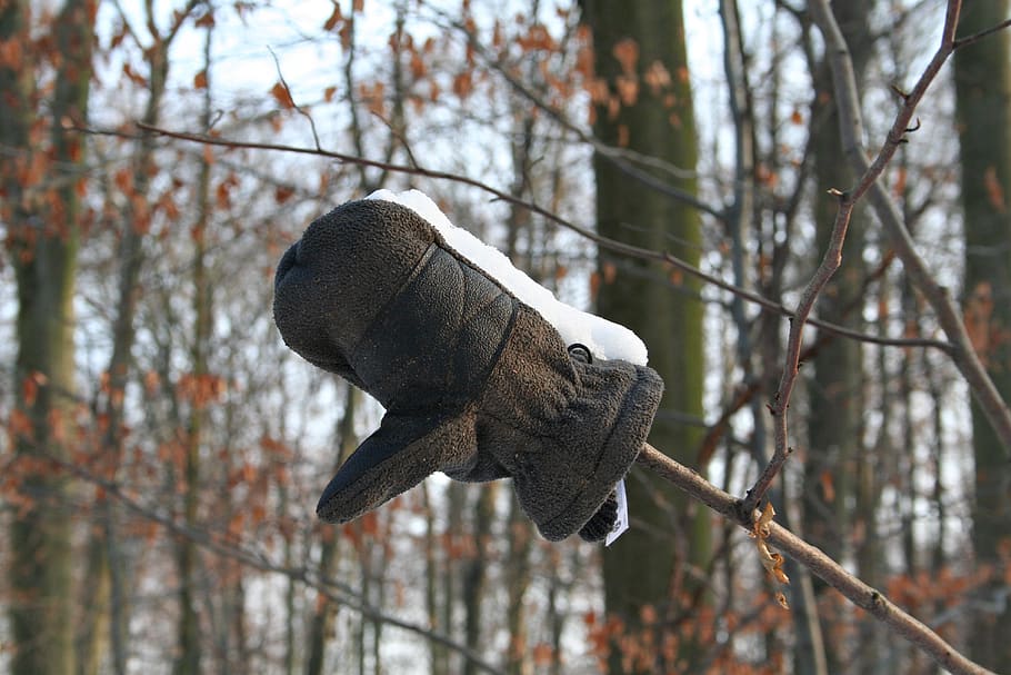 snow, winter, glove, cold, frost, forest, trees, lost, plant, HD wallpaper