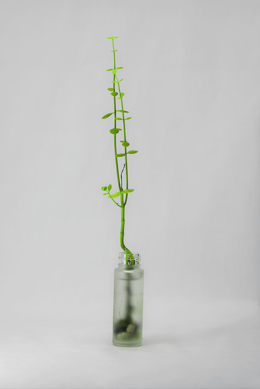 green leafed tree in vase, plant, flora, blossom, jar, ornament HD wallpaper