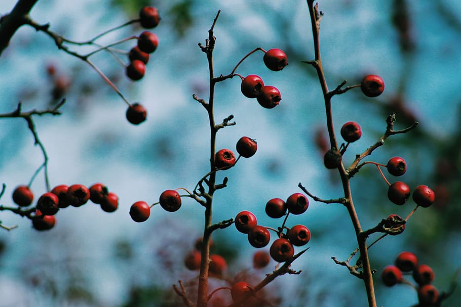 round red fruits, healthy eating, food, food and drink, berry fruit HD wallpaper