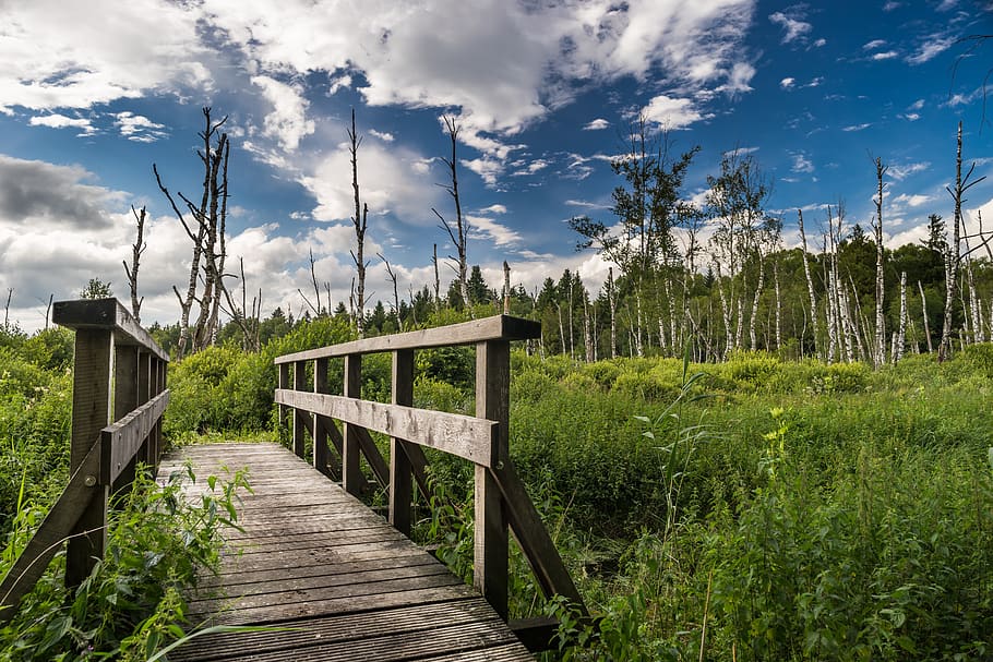 Wooden Bridge Surrounded by Green Plants, clouds, daylight, fence HD wallpaper